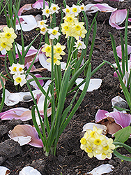 Minnow Miniature Daffodil (Narcissus 'Minnow') at English Gardens