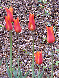 BallerinaTulip (Tulipa 'Ballerina') at English Gardens