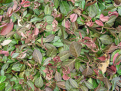 Purpleleaf Wintercreeper (Euonymus fortunei 'Coloratus') at English Gardens