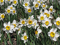 Flower Record Daffodil (Narcissus 'Flower Record') at English Gardens