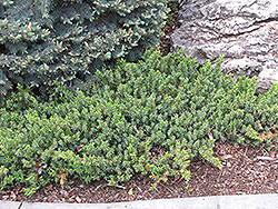 Dwarf Japanese Garden Juniper (Juniperus procumbens 'Nana') at English Gardens