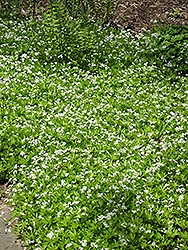 Sweet Woodruff (Galium odoratum) at English Gardens