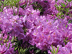 Lee's Dark Purple Rhododendron (Rhododendron catawbiense 'Lee's Dark Purple') at English Gardens