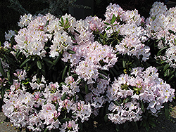 White Catawba Rhododendron (Rhododendron catawbiense 'Album') at English Gardens