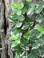 Emerald Gaiety Wintercreeper (Euonymus fortunei 'Emerald Gaiety') at English Gardens