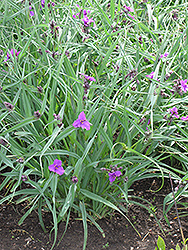 Concord Grape Spiderwort (Tradescantia x andersoniana 'Concord Grape') at English Gardens