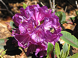 Purple Passion Rhododendron (Rhododendron 'Purple Passion') at English Gardens