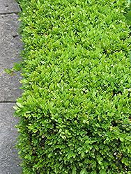 Green Velvet Boxwood (Buxus 'Green Velvet') at English Gardens