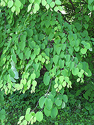 Katsura Tree (Cercidiphyllum japonicum) at English Gardens