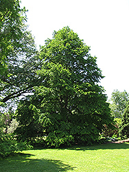 Katsura Tree (Cercidiphyllum japonicum) at English Gardens