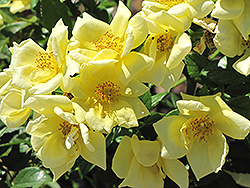 Flower Carpet Yellow Rose (Rosa 'Flower Carpet Yellow') at English Gardens