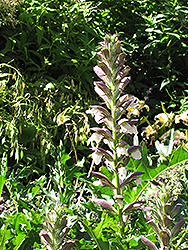 Bear's Breeches (Acanthus spinosus) at English Gardens