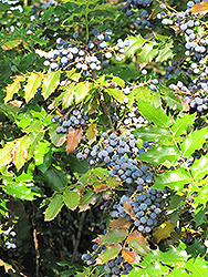 Oregon Grape (Mahonia aquifolium) at English Gardens