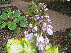 Dance With Me Hosta (Hosta 'Dance With Me') at English Gardens