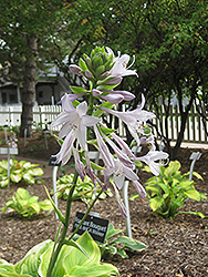 Fragrant Bouquet Hosta (Hosta 'Fragrant Bouquet') at English Gardens