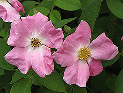 Rugosa Rose (Rosa rugosa) at English Gardens