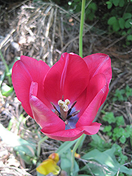 Apeldoorn Tulip (Tulipa 'Apeldoorn') at English Gardens