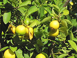 Persian Lime (Citrus x latifolia) at English Gardens