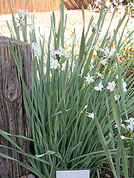 Paperwhites (Narcissus papyraceus) at English Gardens