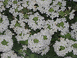 Superbena Bushy White Verbena (Verbena 'Superbena Bushy White') at English Gardens