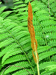 Cinnamon Fern (Osmunda cinnamomea) at English Gardens