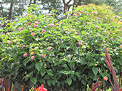 Luscious Tropical Fruit Lantana (Lantana camara 'Luscious Tropical Fruit') at English Gardens