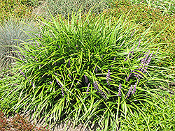 Lily Turf (Liriope spicata) at English Gardens