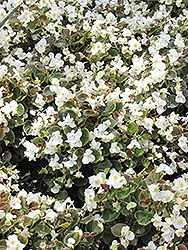 Bada Boom White Begonia (Begonia 'Bada Boom White') at English Gardens