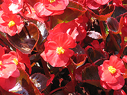Bada Boom Scarlet Begonia (Begonia 'Bada Boom Scarlet') at English Gardens