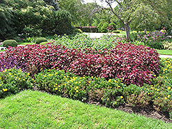 Magellanica Perilla (Perilla 'Magellanica') at English Gardens