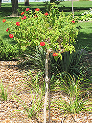Luscious Citrus Blend Lantana (tree form) (Lantana camara 'Luscious Citrus Blend (tree form)') at English Gardens