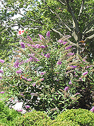 Pink Delight Butterfly Bush (Buddleia davidii 'Pink Delight') at English Gardens