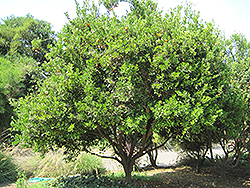 Calamondin (Citrofortunella x microcarpa) at English Gardens