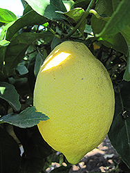 Lemon (Citrus limon) at English Gardens