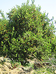 Valencia Orange (Citrus sinensis 'Valencia') at English Gardens