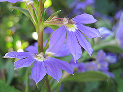 Whirlwind Blue Fan Flower (Scaevola aemula 'Whirlwind Blue') at English Gardens