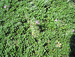 Elfin Creeping Thyme (Thymus praecox 'Elfin') at English Gardens