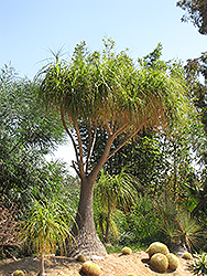 Pony Tail Palm (Nolina recurvata) at English Gardens