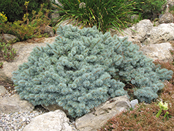 St. Mary's Broom Creeping Blue Spruce (Picea pungens 'St. Mary's Broom') at English Gardens