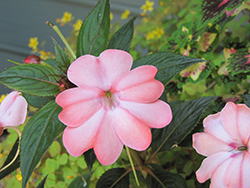 SunPatiens Compact Blush Pink New Guinea Impatiens (Impatiens 'SakimP013') at English Gardens