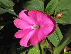 Infinity Blushing Lilac New Guinea Impatiens (Impatiens hawkeri 'Visinfblla') at English Gardens