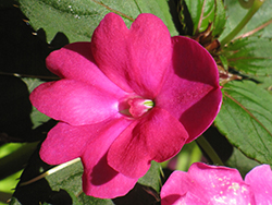 Infinity Dark Pink New Guinea Impatiens (Impatiens hawkeri 'Infinity Dark Pink') at English Gardens
