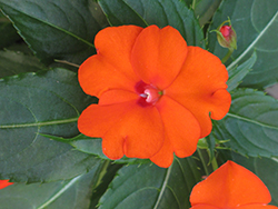 Infinity Orange New Guinea Impatiens (Impatiens hawkeri 'Visinforimp') at English Gardens