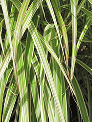 Morning Light Maiden Grass (Miscanthus sinensis 'Morning Light') at English Gardens