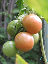 Better Boy Tomato (Solanum lycopersicum 'Better Boy') at English Gardens