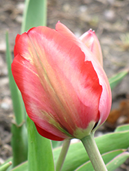 Menton Tulip (Tulipa 'Menton') at English Gardens