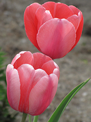 Pink Impression Tulip (Tulipa 'Pink Impression') at English Gardens