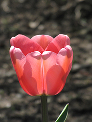 Apeldoorn Tulip (Tulipa 'Apeldoorn') at English Gardens