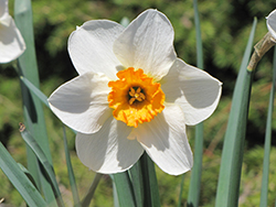Flower Record Daffodil (Narcissus 'Flower Record') at English Gardens