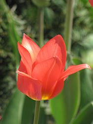 Red Emperor Tulip (Tulipa fosteriana 'Red Emperor') at English Gardens